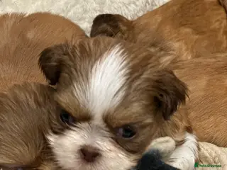 Shih Tzu dogs Beautiful imperial Shih Tzu puppies - Advert 5