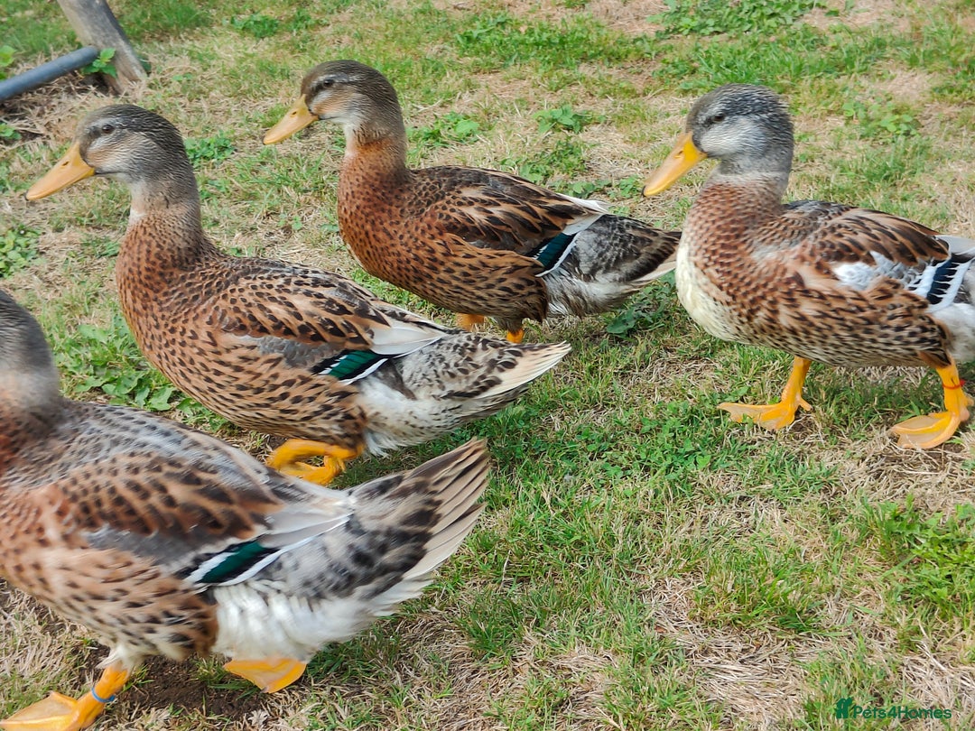 Ducks poultry for sale: 8-week old Cayuga x mini Silver Appleyard ducks - Image 2