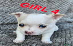 Pomchi dogs for sale: Beautiful merle pomchi puppies  - Image 18
