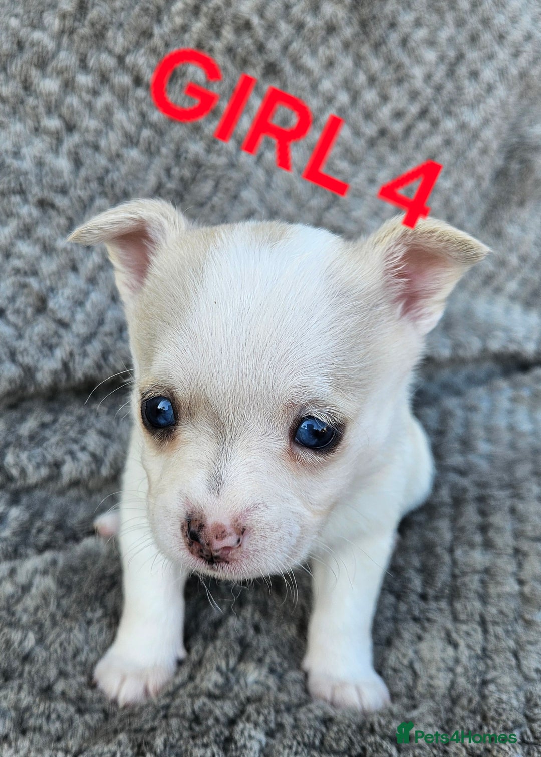 Pomchi dogs for sale: Beautiful merle pomchi puppies  - Image 18