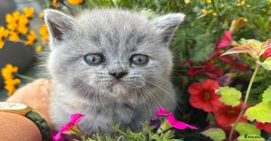 British Shorthair cats in Abergavenny - Advert 14