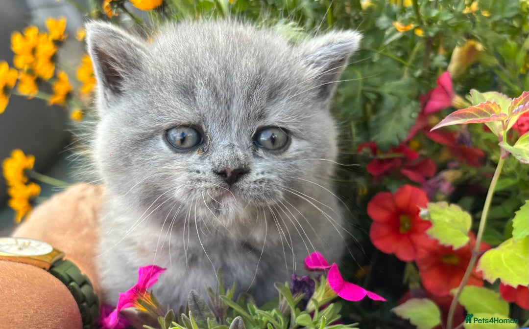 British Shorthair cats for sale: 🌟GCCF Registered Kittens, Ready 21st August🌟 in Abergavenny - Image 3