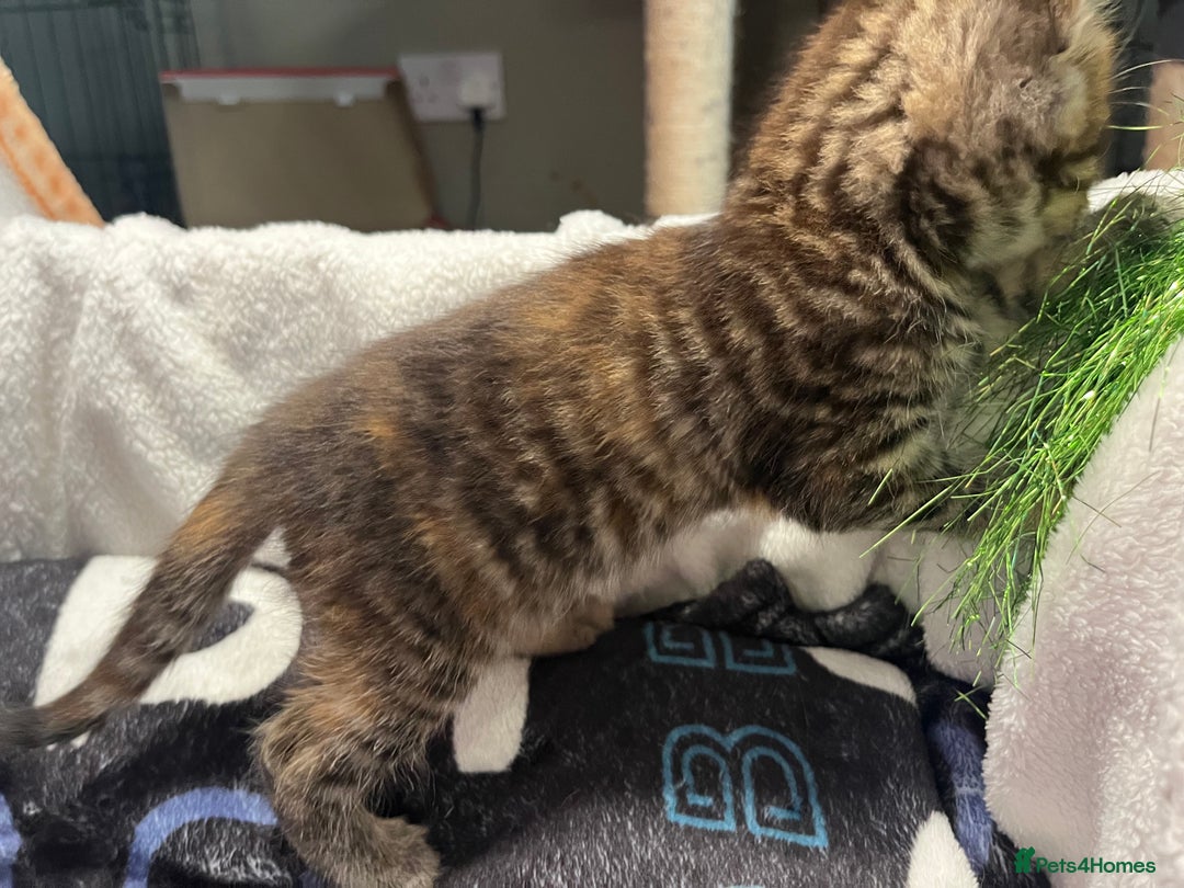 Maine Coon cats for sale: Stunning Half Maine coon kittens  - Image 16