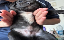 Mixed Breed dogs for sale: Staff x cockapoo puppies  - Image 4