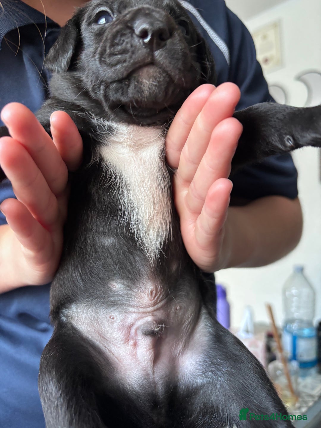 Mixed Breed dogs for sale: Staff x cockapoo puppies  - Image 4