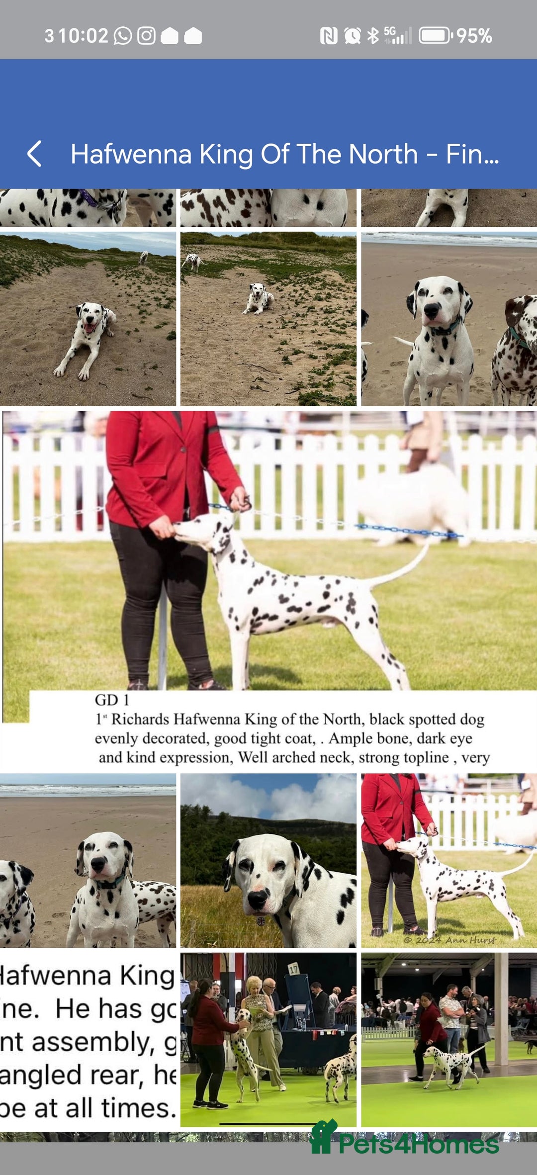 Dalmatian dogs for sale: Ready now - Champion Boys in the making!! - Advert 7