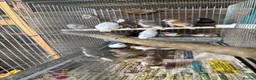 Finches birds for sale: Finches for sale  - Advert 3