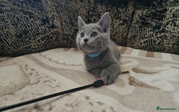 Russian Blue cats for sale: **TICA full pedigree Russian Blue kittens - Image 28