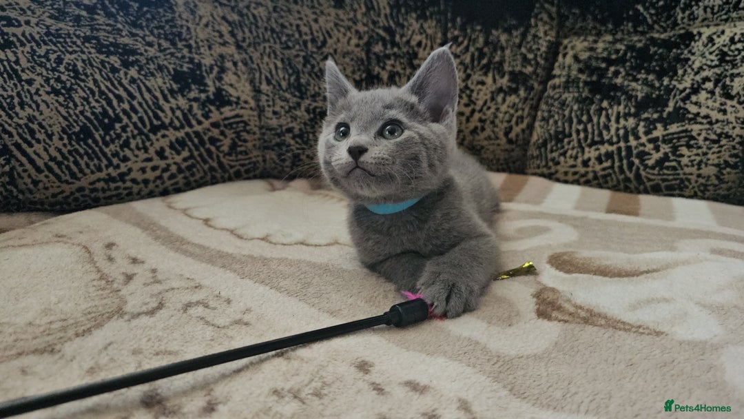 Russian Blue cats for sale: **TICA full pedigree Russian Blue kittens - Image 28