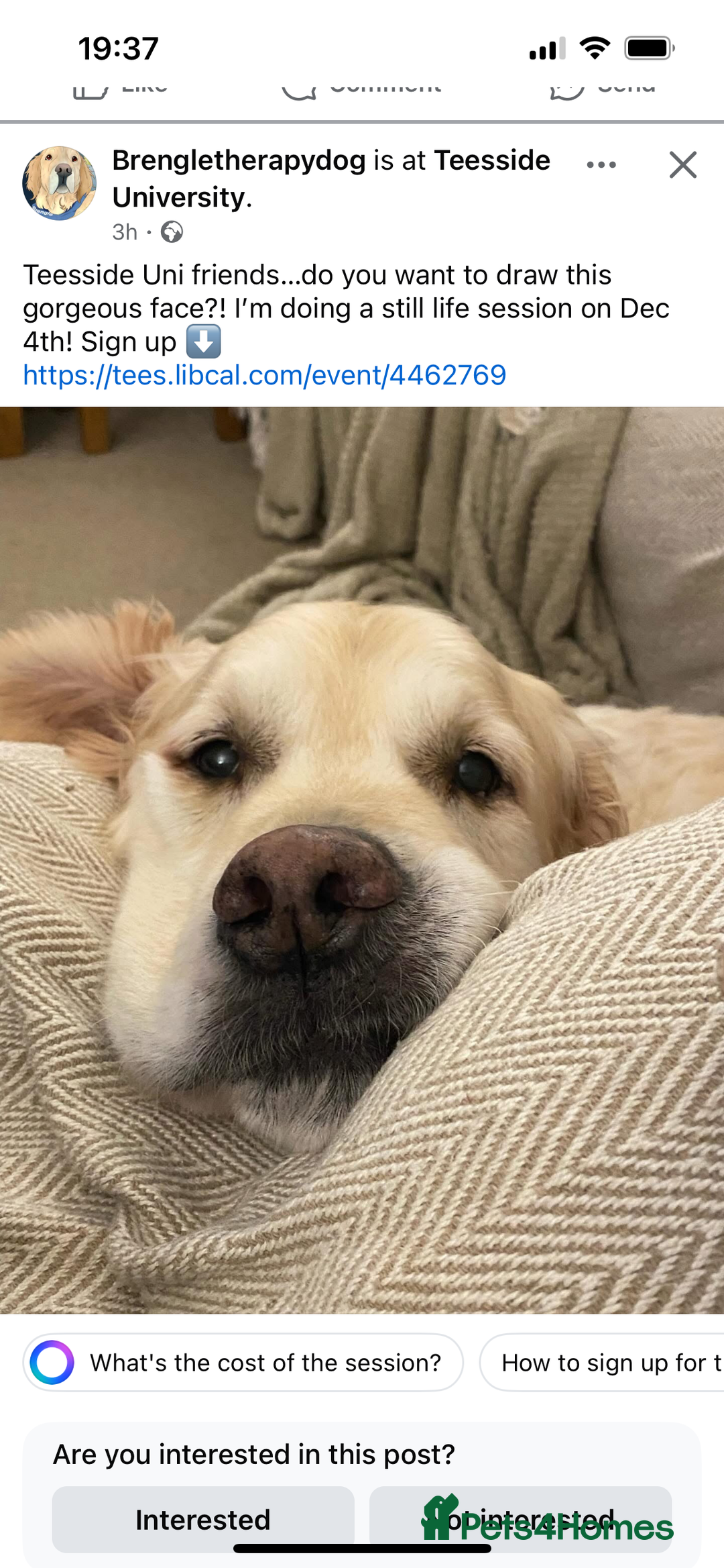 Golden Retriever dogs for sale: Golden retriever, 4 years old - Advert 3