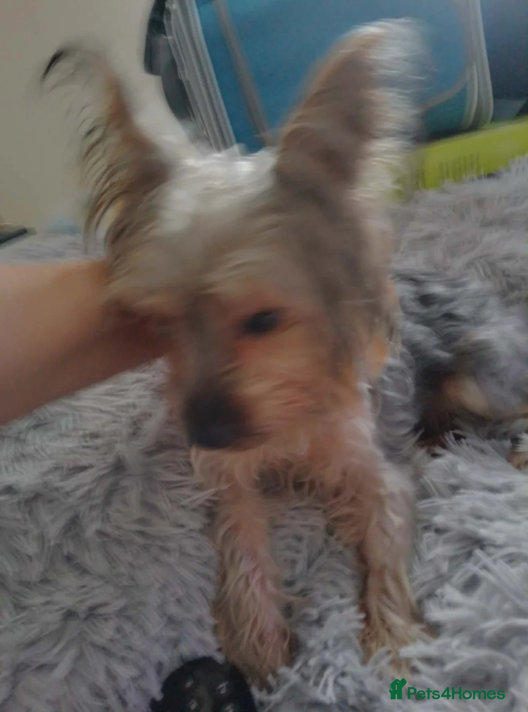 Yorkshire Terrier dogs for sale: Yorkshire terrier - Advert 6