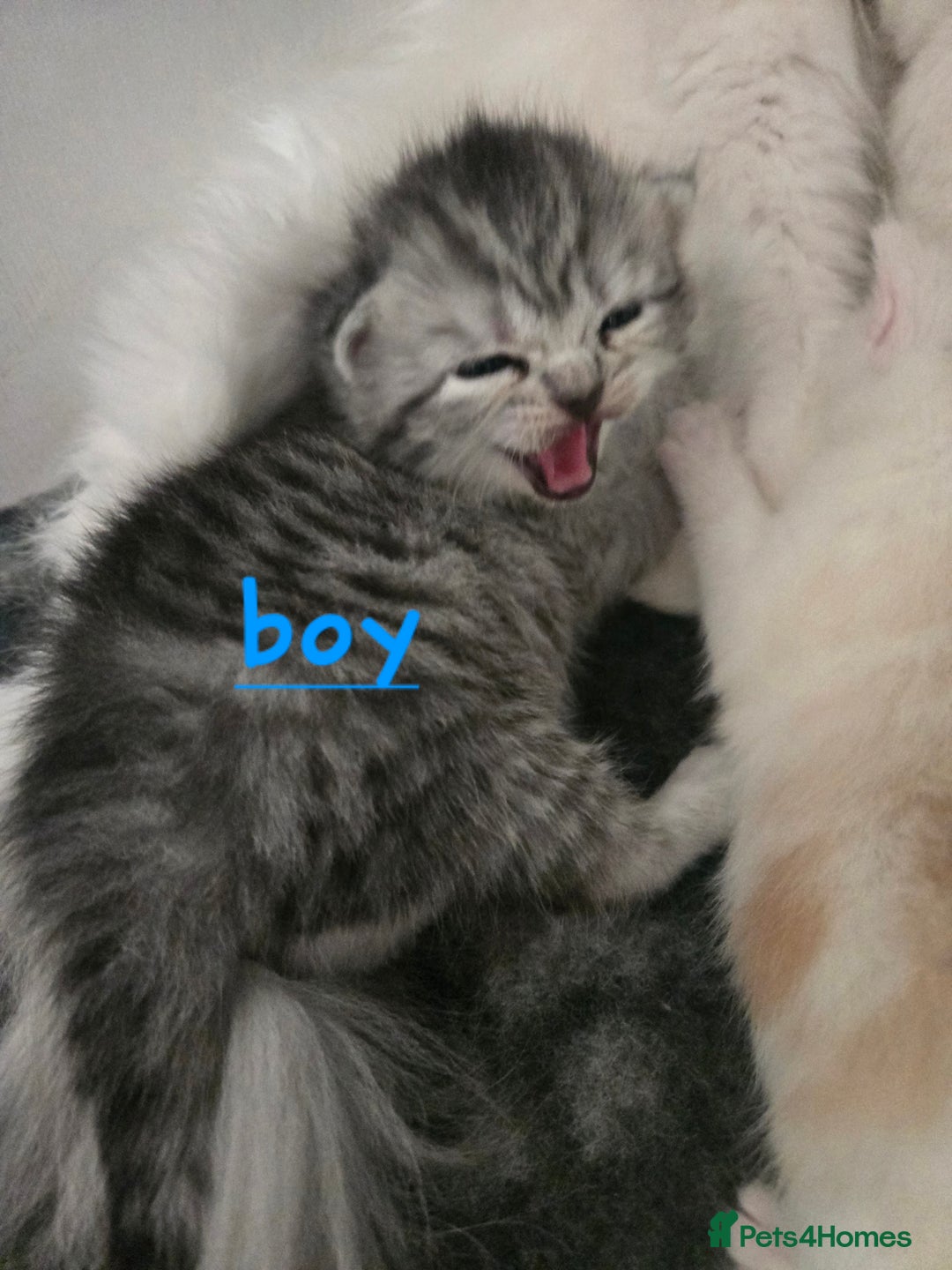 Persian cats for sale: Persian x fluffy kittens  - Image 8