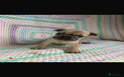 French Bulldog dogs for sale: 6 beautiful French bulldog puppies.  - Image 1