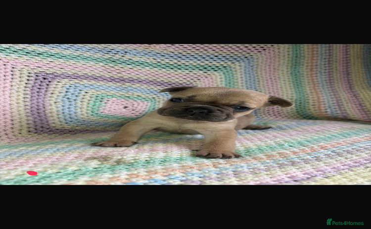 French Bulldog dogs - Advert 1