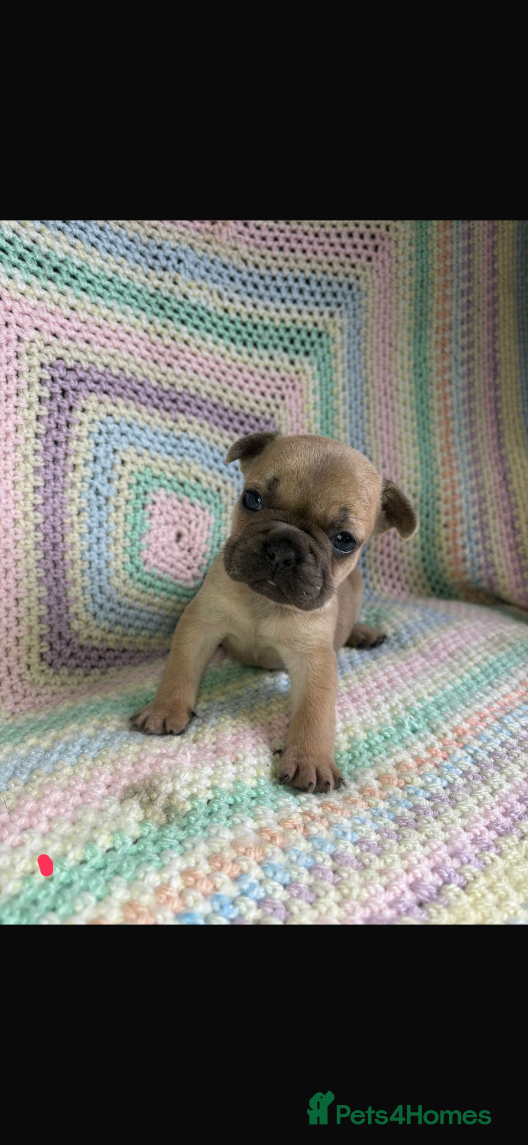 French Bulldog dogs for sale: 6 beautiful French bulldog puppies.  - Image 1