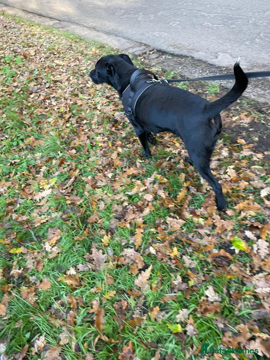 Mixed Breed dogs for adoption: SHEAMUS-a sensitive Soul for the right Human Match - Advert 12