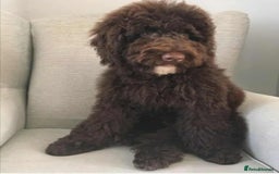 Goldendoodle dogs for sale: Gorgeous Healthy Goldendoodle Puppies - Image 3