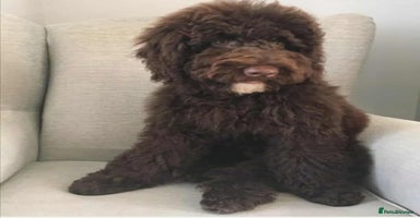 Goldendoodle dogs - Advert 2