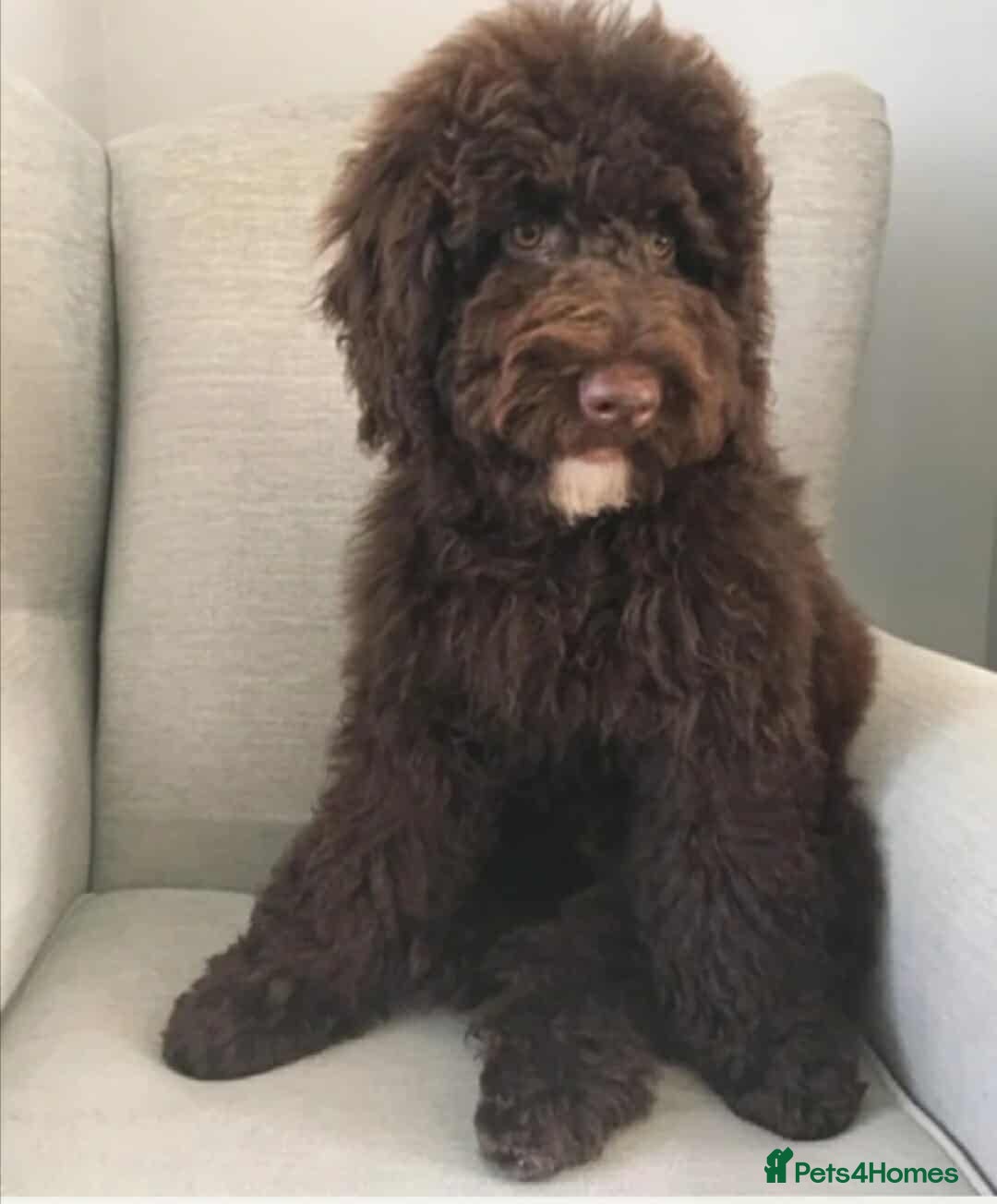 Goldendoodle dogs for sale: Gorgeous Healthy Goldendoodle Puppies - Image 3