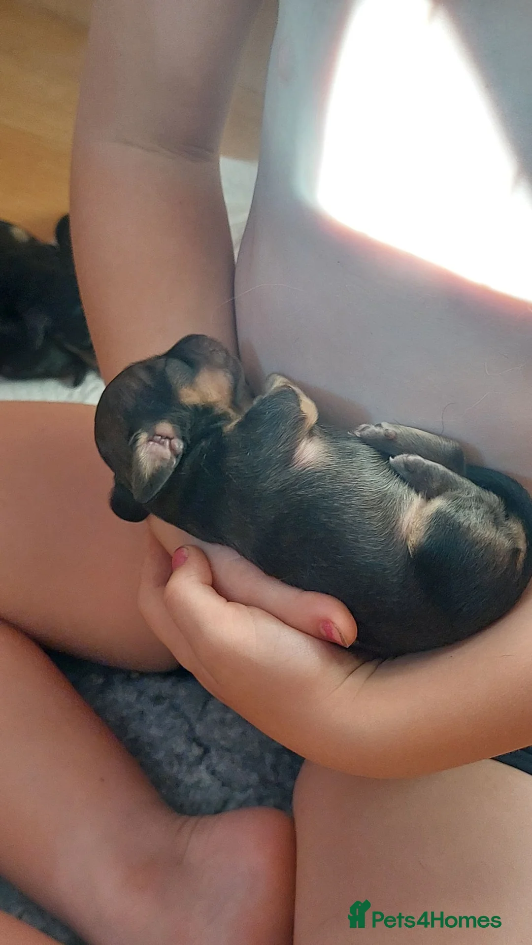 Miniature Dachshund dogs for sale: Long haired miniature dachshund puppies KC REG - Advert 8