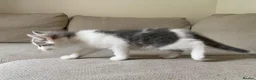 Mixed Breed cats for sale:     4 Beautiful Kittens Ready for Forever Homes ❤️ - Advert 12