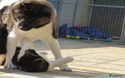 Akita dogs for sale: Quality Akita Babies (& KC Registered) - Image 25