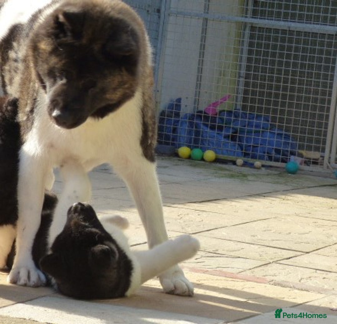 Akita dogs for sale: Quality Akita Babies (& KC Registered) - Image 25