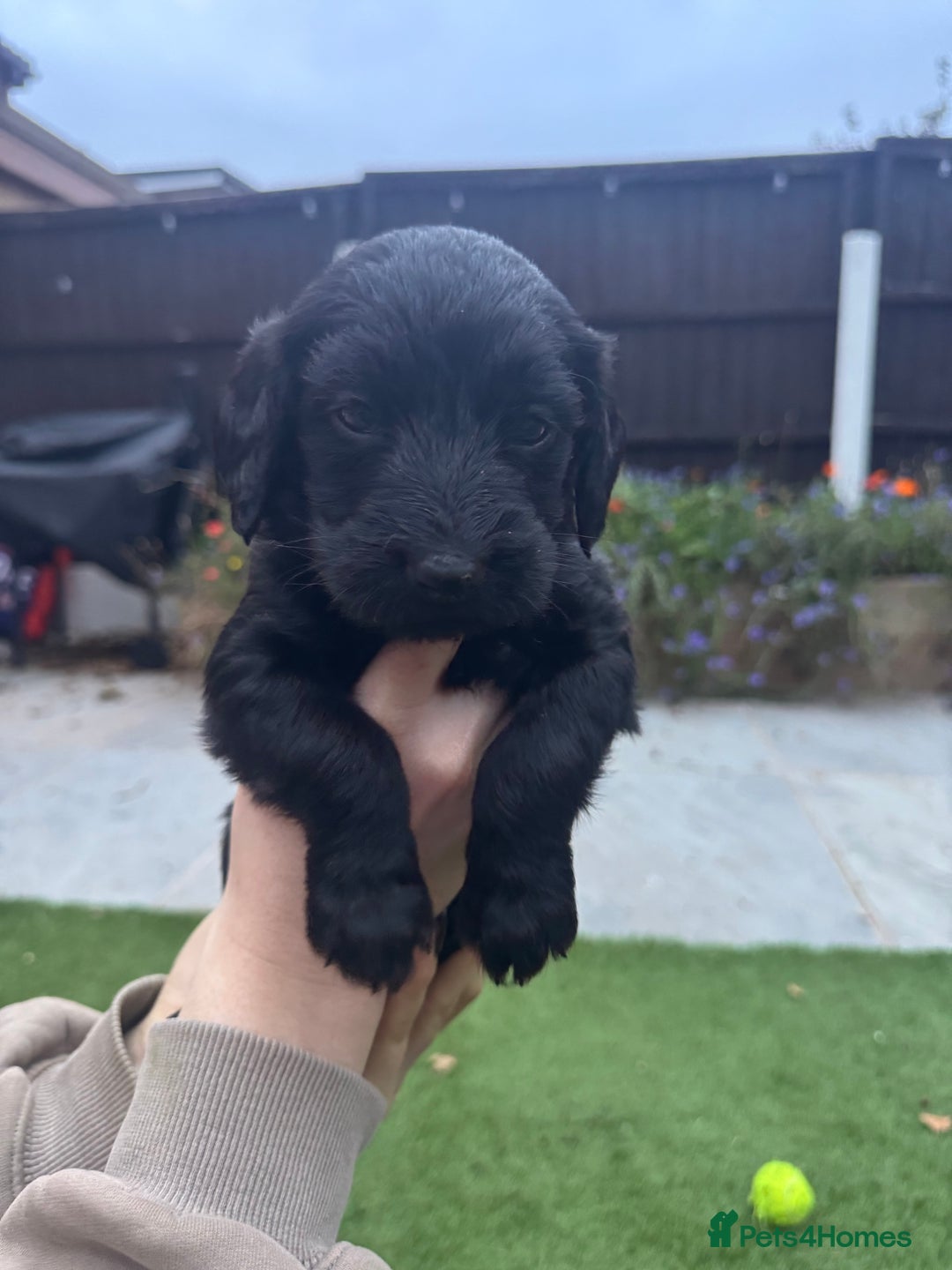 Labradoodle dogs for sale: Labradoodles fully vaccinated & microchipped  - Advert 4