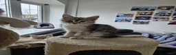Maine Coon cats for sale: Beautiful TICA registered Maine Coon kitten's  - Advert 10