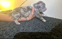 Mixed Breed dogs for sale: STUNNING!!! Staffy Cross Puppies!!! - Image 9