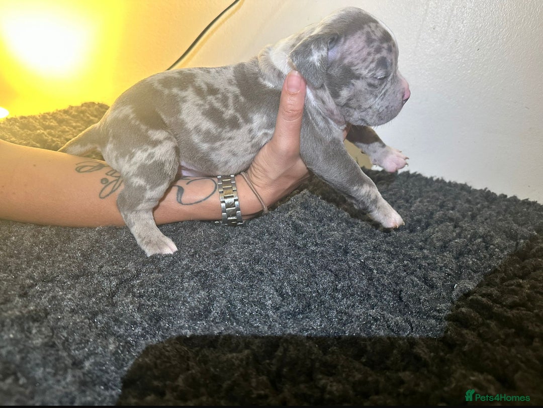 Mixed Breed dogs for sale: STUNNING!!! Staffy Cross Puppies!!! - Image 9