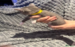 British Shorthair cats for sale: British shorthair x kittens - Image 5
