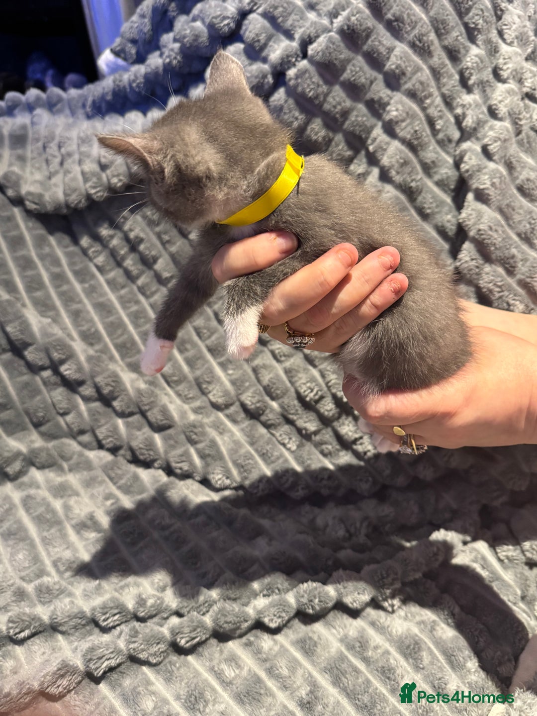 British Shorthair cats for sale: British shorthair x kittens - Image 5
