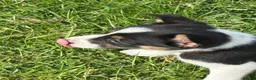 Mixed Breed dogs for sale: Lovely Border Collie x Australian Kelpie Pups   in Llanrwst - Advert 16