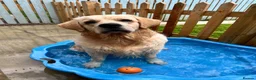 Golden Retriever dogs for sale: Male golden retriever - Advert 4