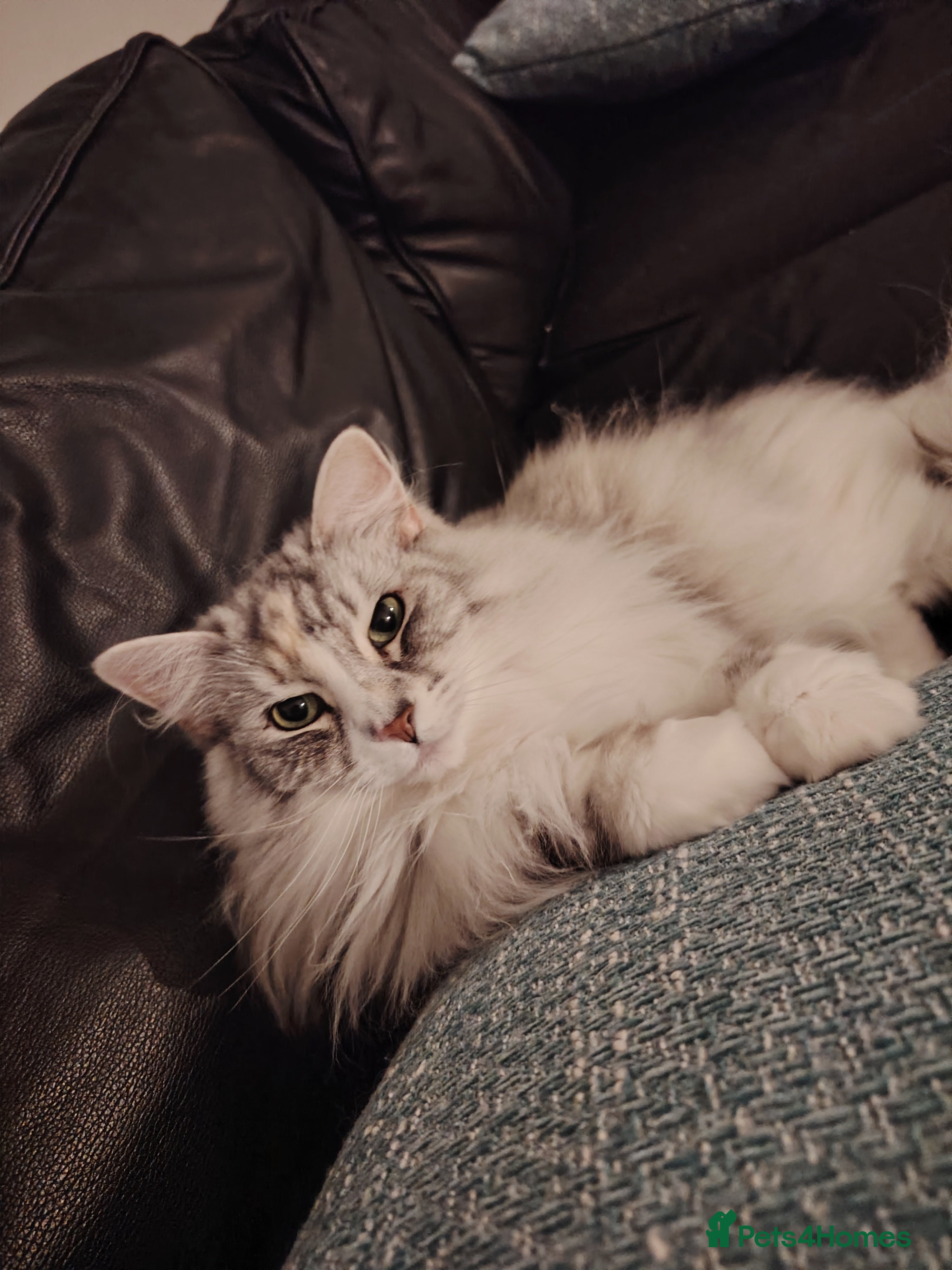 Norwegian Forest Cat cats Freya - Norwegian Forest Cat - Advert 1