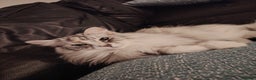 Norwegian Forest Cat cats for sale: Freya - Norwegian Forest Cat - Advert 1