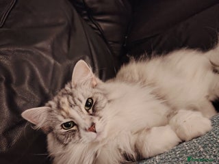 Norwegian Forest Cat cats Freya - Norwegian Forest Cat - Advert 2