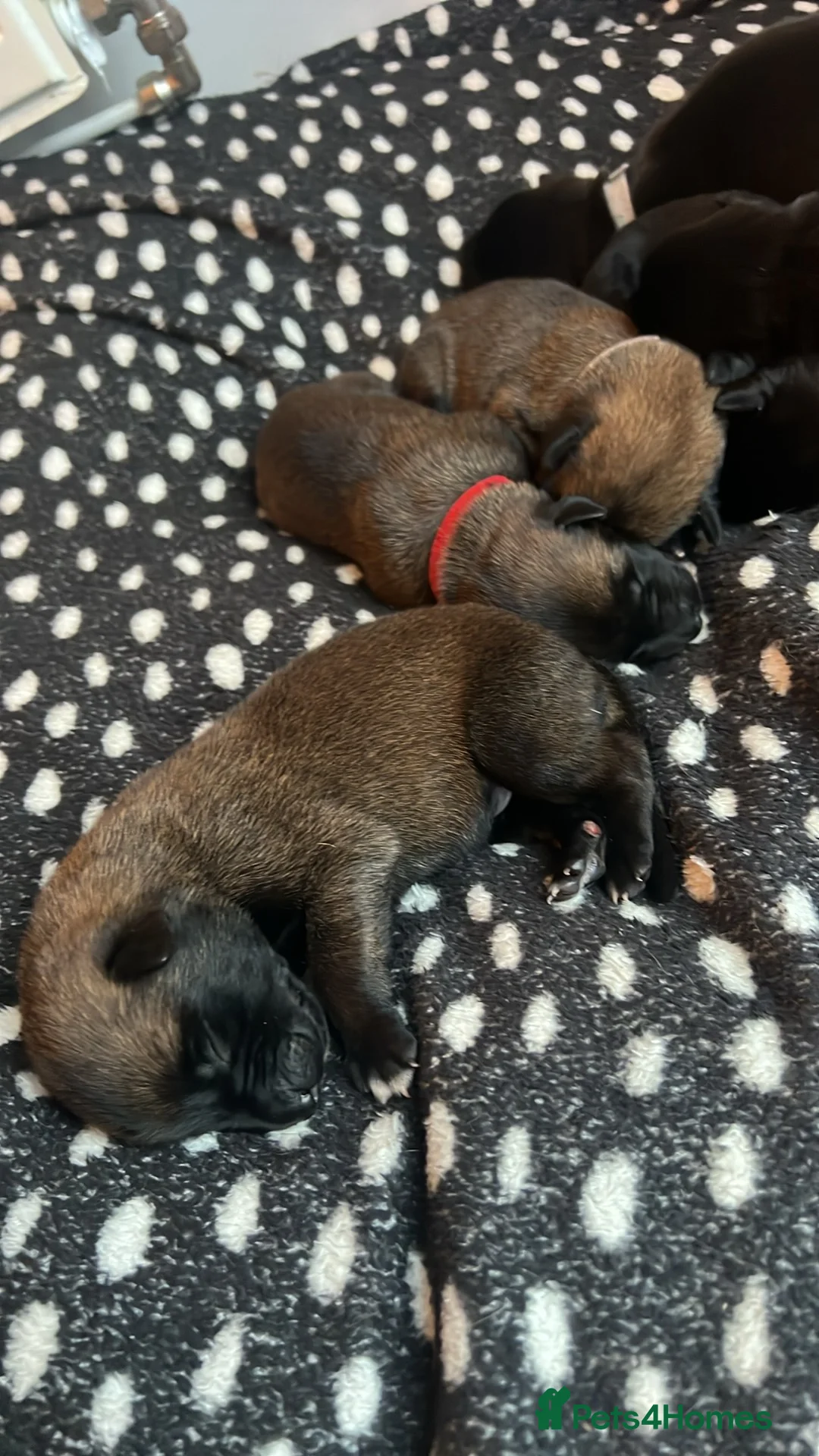 Belgian Shepherd Dog dogs for sale: Top quality Malinois puppies protectioning line - Advert 17