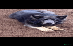 German Shepherd dogs for sale: Blue German Shepherds  - Image 8