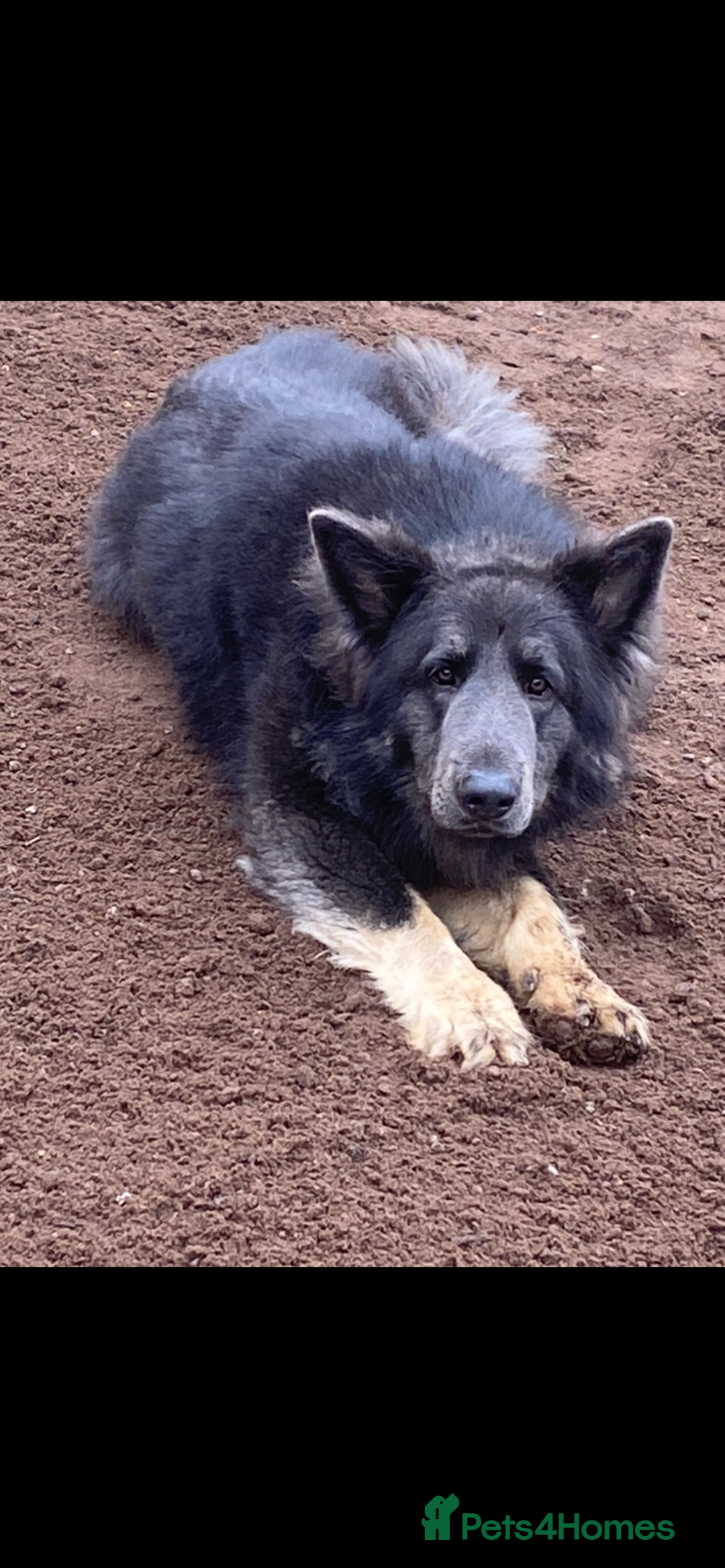 German Shepherd dogs for sale: Blue German Shepherds  - Image 8