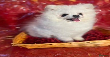 Pomeranian dogs White KC Pomeranian for stud only - Advert 6