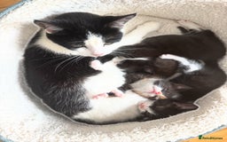 Mixed Breed cats for sale: Kitten for sale (14 weeks old)  - Image 11