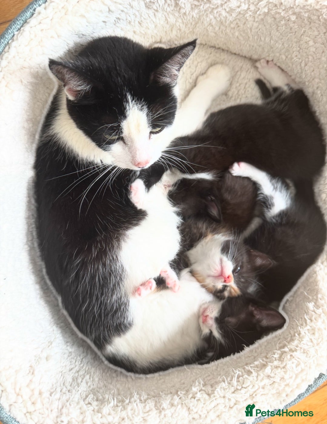 Mixed Breed cats for sale: Kitten for sale (14 weeks old)  - Image 11
