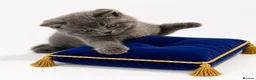 British Shorthair cats for sale: GCCF British short hair boy  - Advert 2