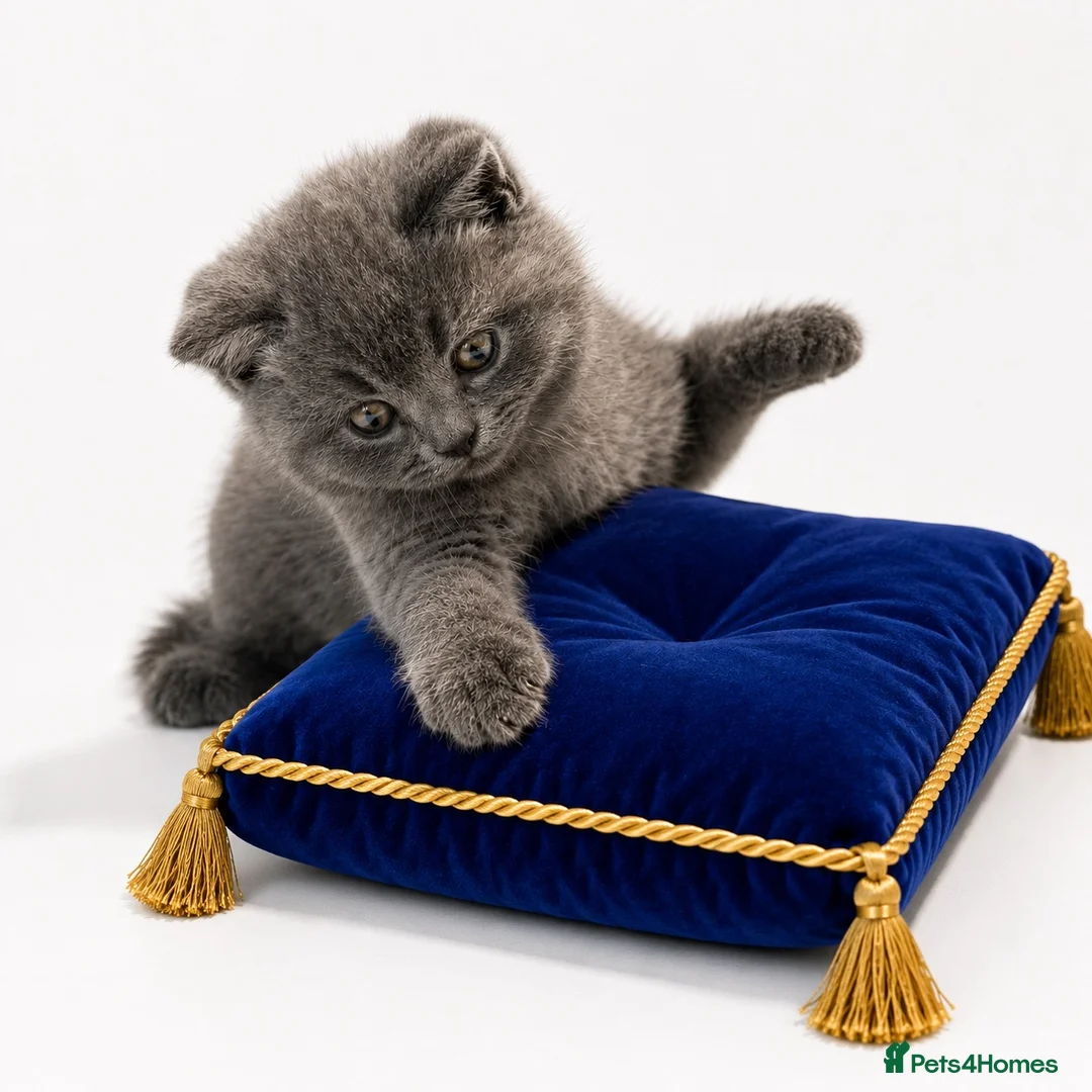 British Shorthair cats for sale: GCCF British short hair boy  - Advert 2