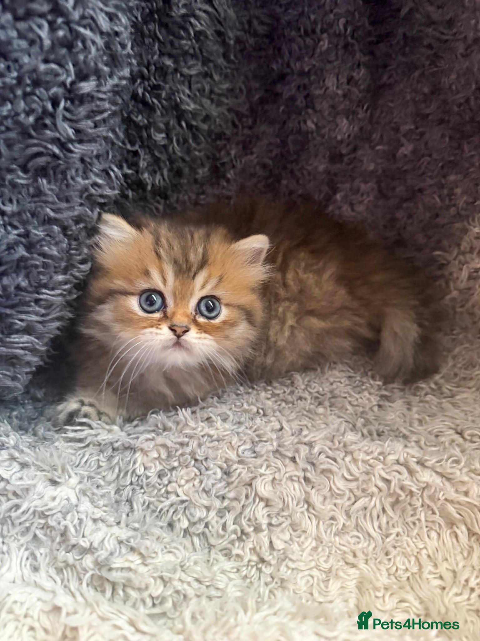 Persian cats Stunning Golden Shaded Persian Kitten🌟Teddy Bear - Advert 5