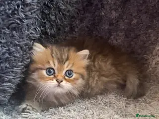 Persian cats Stunning Golden Shaded Persian Kitten🌟Teddy Bear - Advert 1