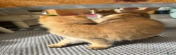 British Longhair cats for sale: ✨TICA REGISTERED GOLDEN LONGHAIR KITTENS✨ - Advert 9
