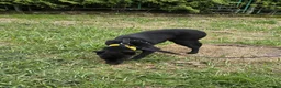 Mixed Breed dogs for adoption: ❤️🐶 INDY – DELICATE LIKE CRYSTAL, FULL OF LOVE in Burton-on-Trent - Advert 13
